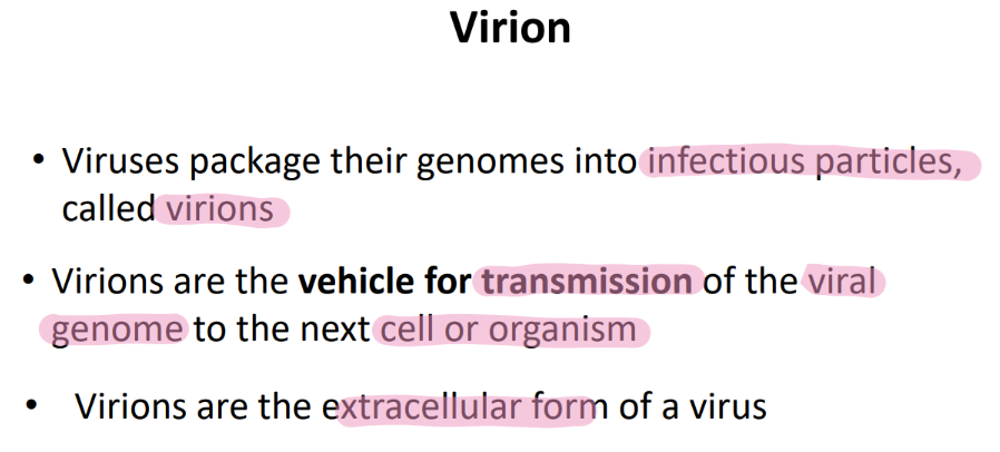 <p>infectious particle that viruses package into! to TRANSMIT to next cell/org! </p>