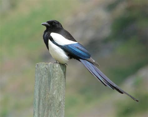 Very long tail, black, white patches on body and wings. Males and females similar.
