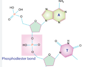 <p>Phosphodiester Bond</p>
