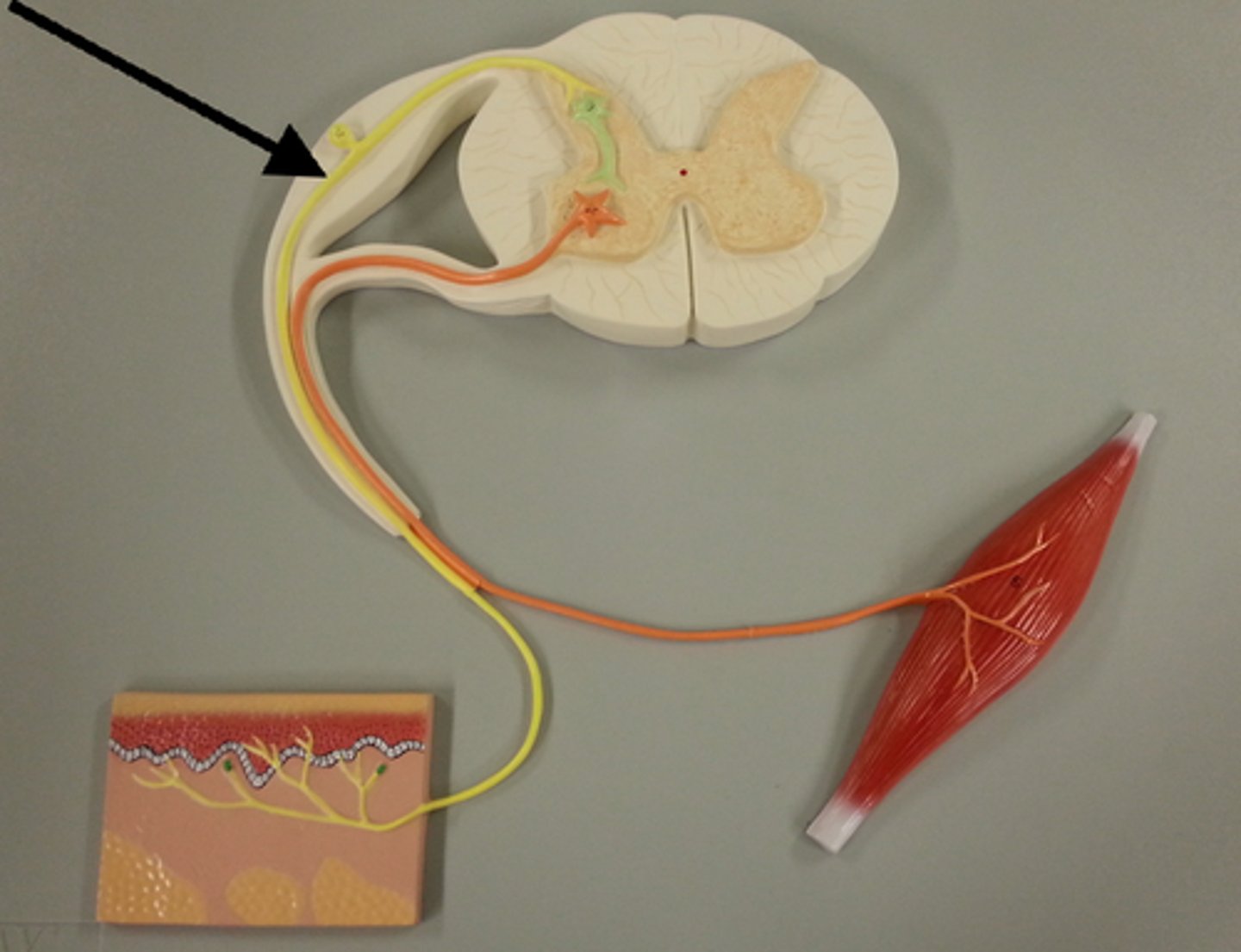 <p>nerve cell that sends messages to brain or spinal cord from other parts of the body; also called sensory neurons</p>