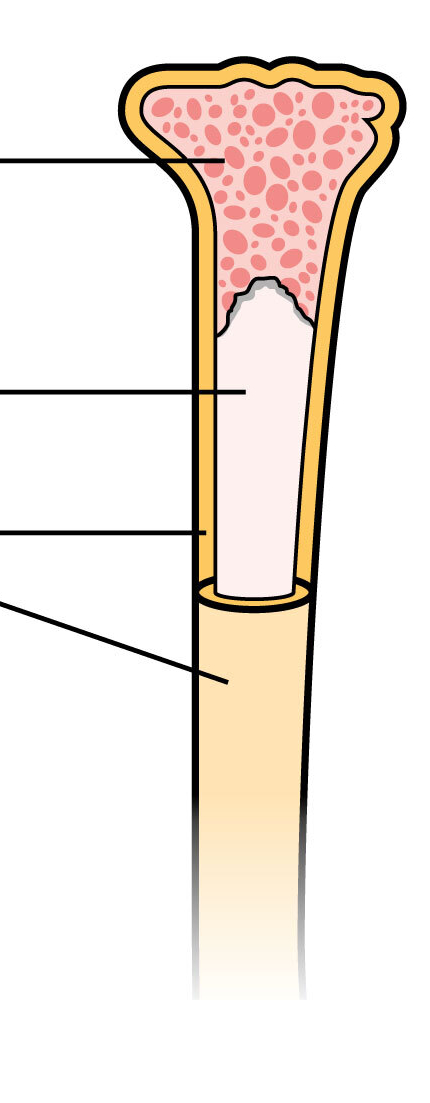 <p>What type of bone are the bottom two lines pointing to?</p>