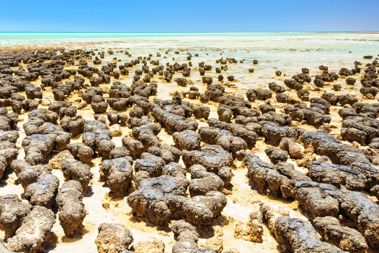 <ul><li><p>microbial reefs created by cyanobacteria</p></li></ul>