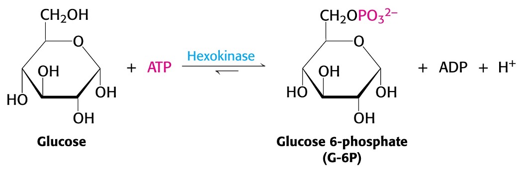 <ul><li><p><span>Glucose enters cells via facillitated diffusion through specific transport proteins.</span></p></li><li><p><span>Once in the cell Glucose is trapped by phosphorylation.</span></p></li><li><p><span>Glucose 6-phosphate is negatively charge and cannot freely diffuse out of the cell.</span></p></li><li><p><span>Addition of the phosphate group begins the destabilisation process of glucose, which leads to further metabolism.</span></p></li></ul><p></p>