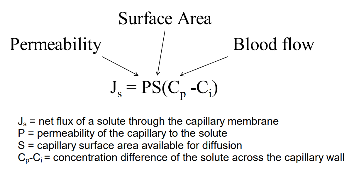 <p>Permeability - permeability of the capillary to the solute</p><p>Surface area - capillary surface area available for diffusion</p><p>Blood flow - Cp-Ci = concentration difference of the solute across the capillary wall</p>