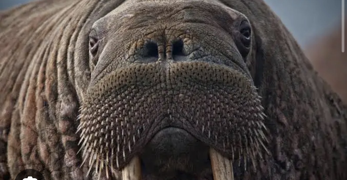 <p>walruses</p>