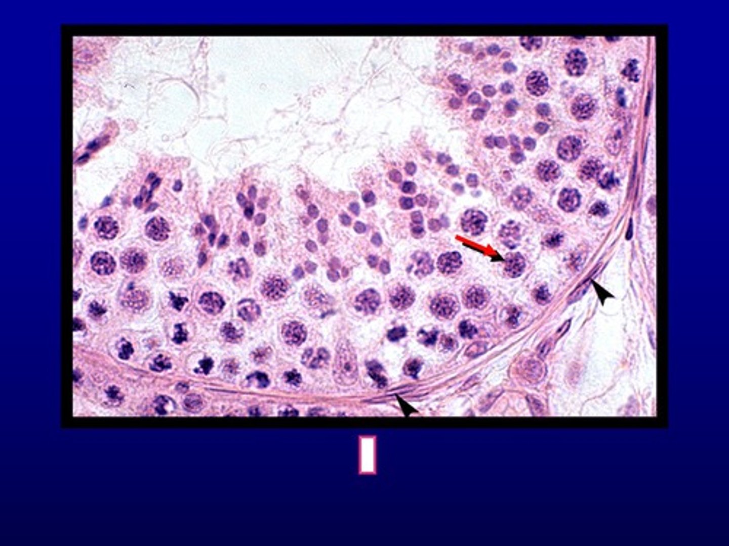 <p>when the spermatogonium replicates its DNA content. Found just inside the spermatogonia, making up the next-to-last layer of the tubule.</p>