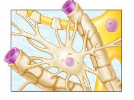 <p>i<span>dentify the type of glial cell shown.</span></p>