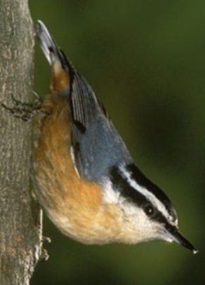 <p>Sitta canadensis</p>