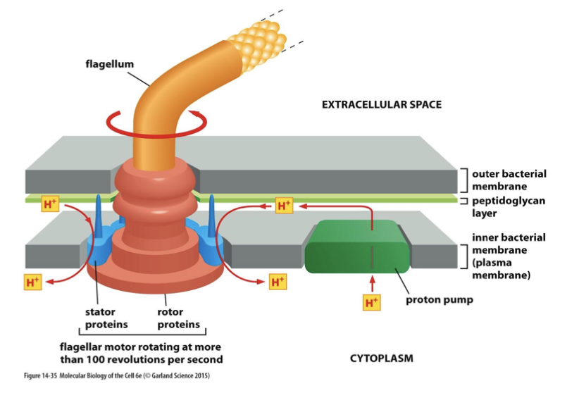<p>it maintains a proton gradient across the plasma membrane. in forward direction: aerobes. in reverse: anaerobes.</p>