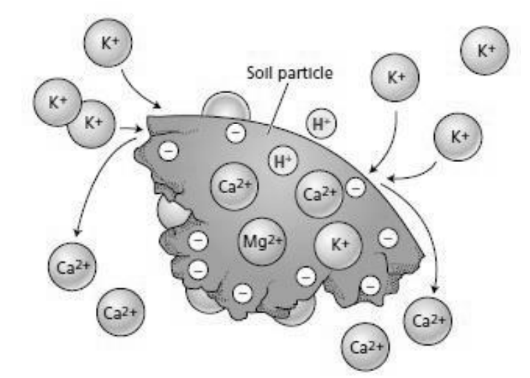 <ul><li><p>Inherent soil characteristic</p></li><li><p>depends on soil compositions</p><ul><li><p>high CEC→ high clay or organic matter</p><p>→ able to provide more nutrients to plants</p></li><li><p>low CEC→ sandy soil</p></li></ul></li></ul><p></p>
