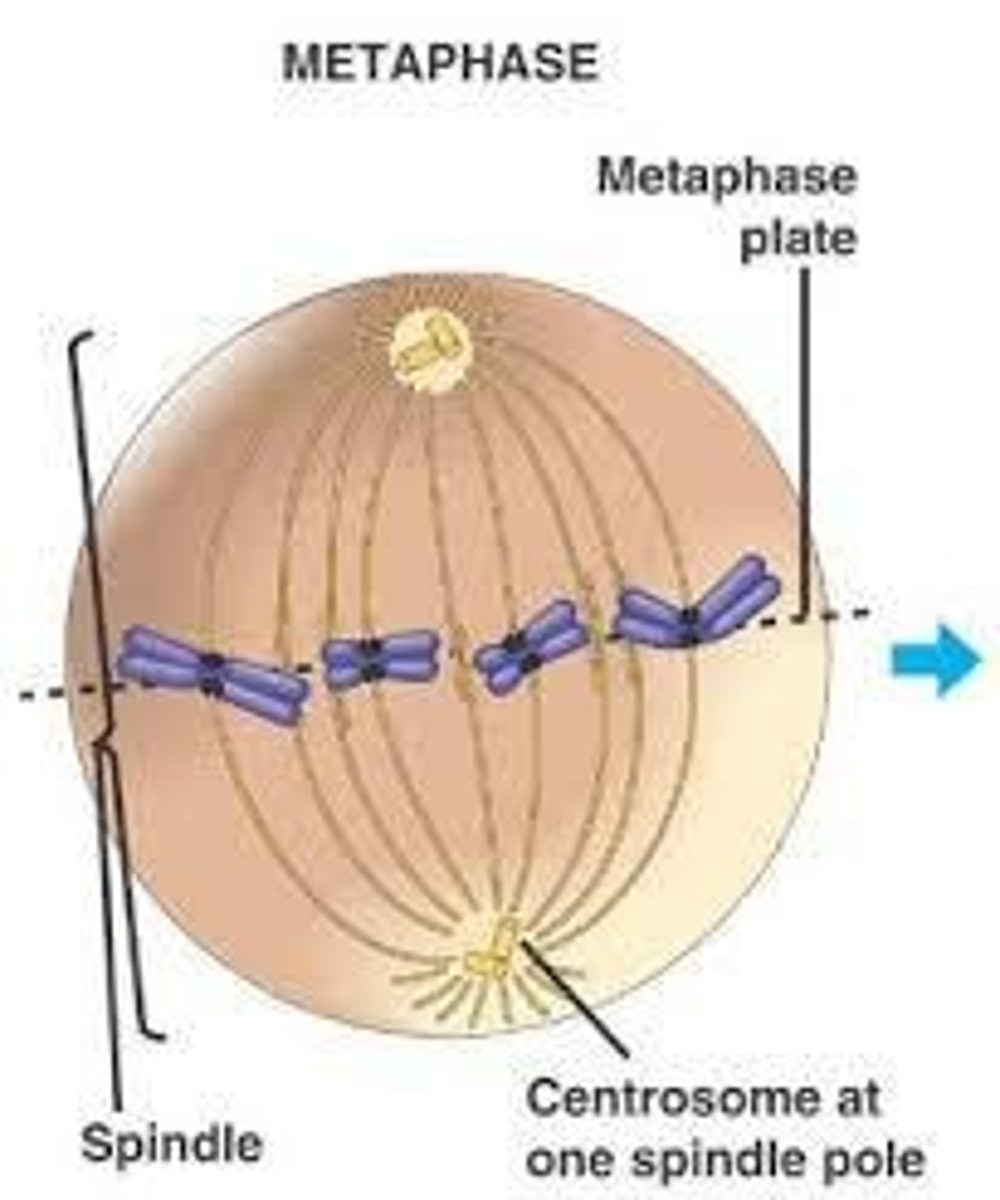 <p>Imaginary line where chromosomes align during metaphase.</p>