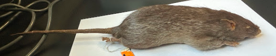 <p>Black Rat</p><p>Muridae</p><p><em>Rattus rattus</em></p>