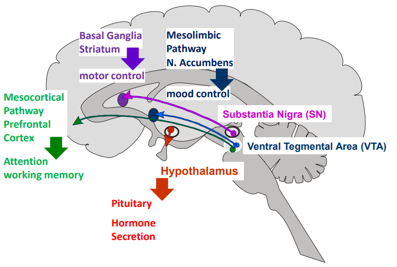 <ul><li><p class=""><strong>Nigrostriatal (Substantia Nigra → Striatum):</strong></p><ul><li><p class="">Motor control (↓ dopamine here = Parkinson’s motor symptoms)</p></li></ul></li><li><p class=""><strong>Mesolimbic (VTA → Nucleus Accumbens):</strong></p><ul><li><p class="">Mood, reward, addiction</p></li></ul></li><li><p class=""><strong>Mesocortical (VTA → Prefrontal Cortex):</strong></p><ul><li><p class="">Attention, working memory, cognition</p></li></ul></li><li><p class=""><strong>Tuberoinfundibular (Hypothalamus → Pituitary):</strong></p><ul><li><p class="">Regulates hormone secretion</p></li></ul></li></ul><p></p>