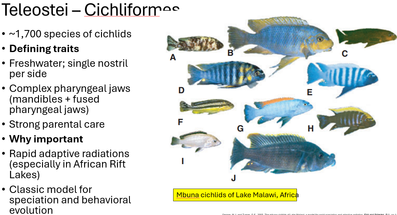<p><span><span>•~1,700 species of cichlids</span></span></p><p><span><span>•</span><strong><span>Defining traits</span></strong></span></p><p><span><span>•Freshwater; single nostril per side</span></span></p><p><span><span>•Complex pharyngeal jaws (mandibles + fused pharyngeal jaws)</span></span></p><p><span><span>•Strong parental care</span></span></p><p><span><span>•</span><strong><span>Why important</span></strong></span></p><p><span><span>•Rapid adaptive radiations (especially in African Rift Lakes)</span></span></p><p><span><span>•Classic model for speciation and behavioral evolution,</span><strong><span> they each have a lot of niche partitioning by species differentiation to avoid competition</span></strong></span></p>