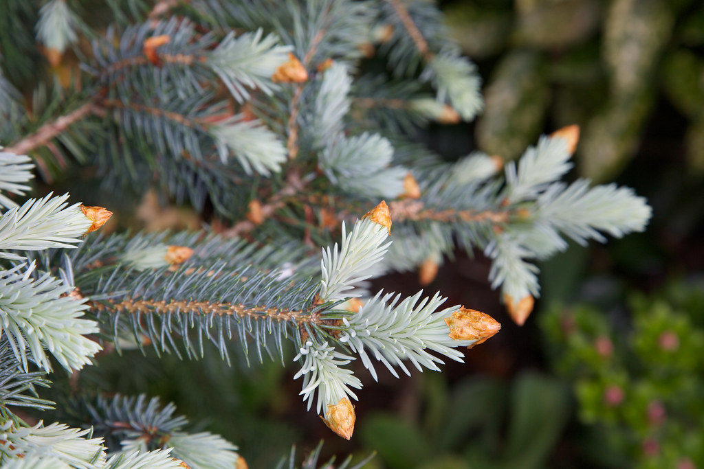 <ul><li><p>ornamental</p></li><li><p>needles: filmy, blue (but not always), sharp</p></li><li><p>bark: flakey, rounded</p></li><li><p>repro: cones, golden brn, thin &amp; flexible scales</p></li></ul>