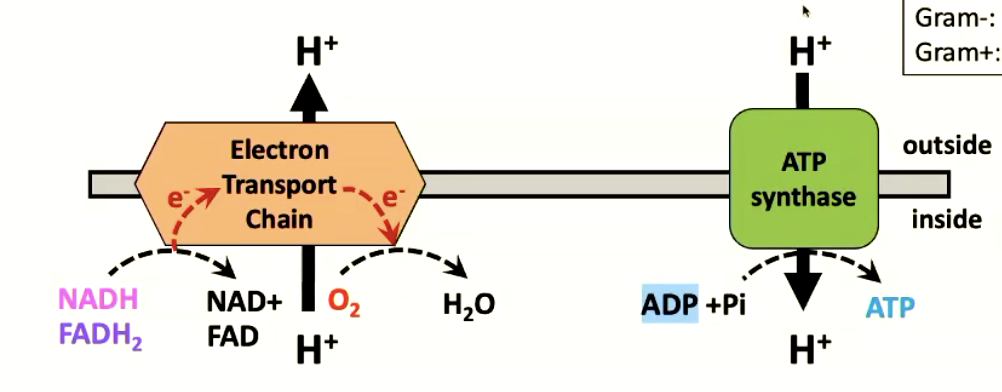 <p>membrane-bound oxidases</p>