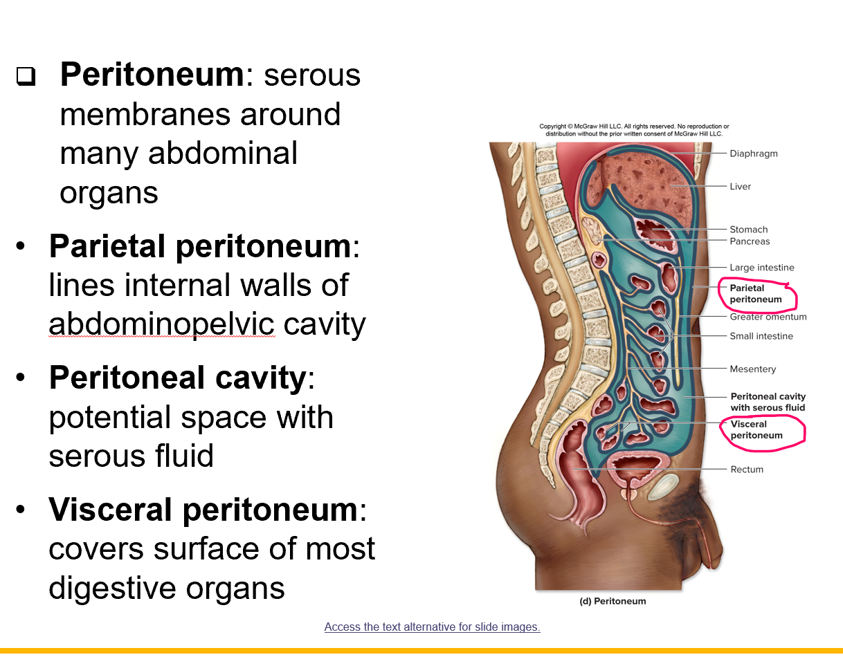 <p>Abdominal (Peritoneum)</p>