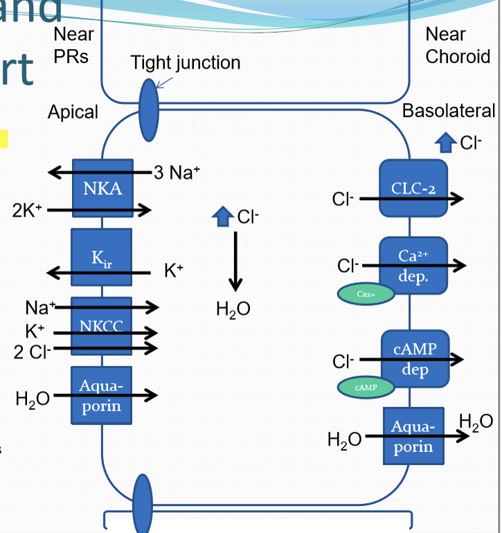 <p>RPE transcellularly transports ions from the subretinal space, through RPE cytoplasm, and out through the basolateral membrane. Chloride ions are the main driving force. </p>