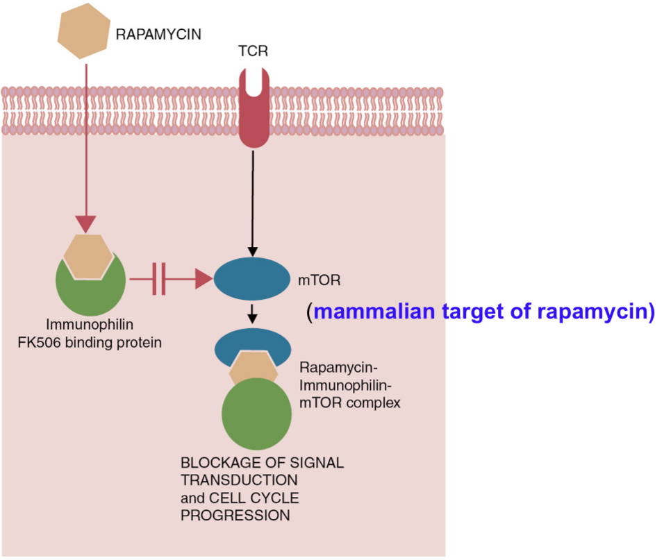 <p><span><span>The mode of action of rapamycin. This drug blocks activation of the aptly named mTOR (mammalian target of rapamycin). As a result numerous cell functions are blocked, including gene activation pathways and cell cycle progression. </span><strong><span>Rapamycin: inhibitor of cellular enzyme called mammalian target of rapamycin (mTOR; serine/threonine protein kinase required for cell proliferation)</span></strong></span></p><p><span><span>Macrolide antibiotic rapamycin (sirlimus, </span><strong><span>is from bacterium, </span><em><span>Streptomyces hygroscopicus)</span></em></strong><span> inhibits serine kinase called mammalian target of rapamycin (mTOR). mTOR pathway plays a critical role in regulating T cell activation by integrating the signals received from specific antigen, costimulatory receptors, cytokines and directing T cell differentiation into effector, regulatory and memory pathways. mTOR also acts on non dividing macrophages and dendritic cells by associating with MyD88 pathway; activates IFN regulatory factors and inhibits caspase-1.</span></span></p><p></p><p><span><span>Acts on macrophages and DCs; enhances IL-12 and nitric oxide synthesis and inhibits IL-10 leading to Th1 or Th17-mediated inflammation.</span></span></p><p><span><span>Inhibits B and T cell proliferation by blocking stimulatory signals from IL-2, Il-4 and IL-6.</span></span></p><p><span><span>Enhances Treg cell production and promotes tolerance.</span></span></p><p><span><span>Acts synergistically with calcineurin inhibitors but superior to cyclosporine in preventing allograft and xenograft rejections in humans.</span></span></p><p><span><span>Blocks endothelial cell and fibroblast proliferation and hence, it can prevent graft vascular disease but it can inhibit wound healing.</span></span></p><p><span><span>Mice: increases the life span by acting possibly as a dietary restriction mimetic.</span></span></p><p><span><span>Toxicity is severe in dogs: ulceration, vasculitis, vomiting, anorexia etc.</span></span></p><p></p>