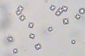 <p>dihydrates : envelope shape</p><p>mono-hydrates: double fan</p>