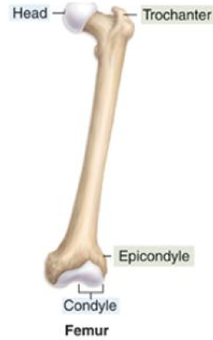 <p>A prominent, rounded, articulating end of a bone</p>