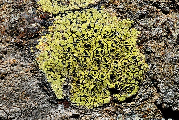 <p>L铆quen</p>