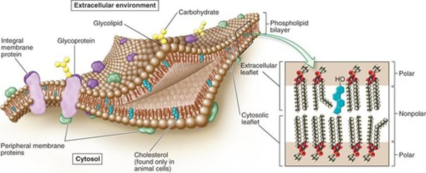 <p>Lipid rafts are microdomains within the membrane that contain a high concentration of specific lipids and proteins.</p>