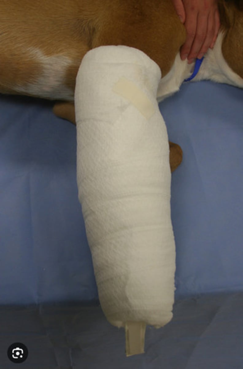 <p>What bandage is this?</p>