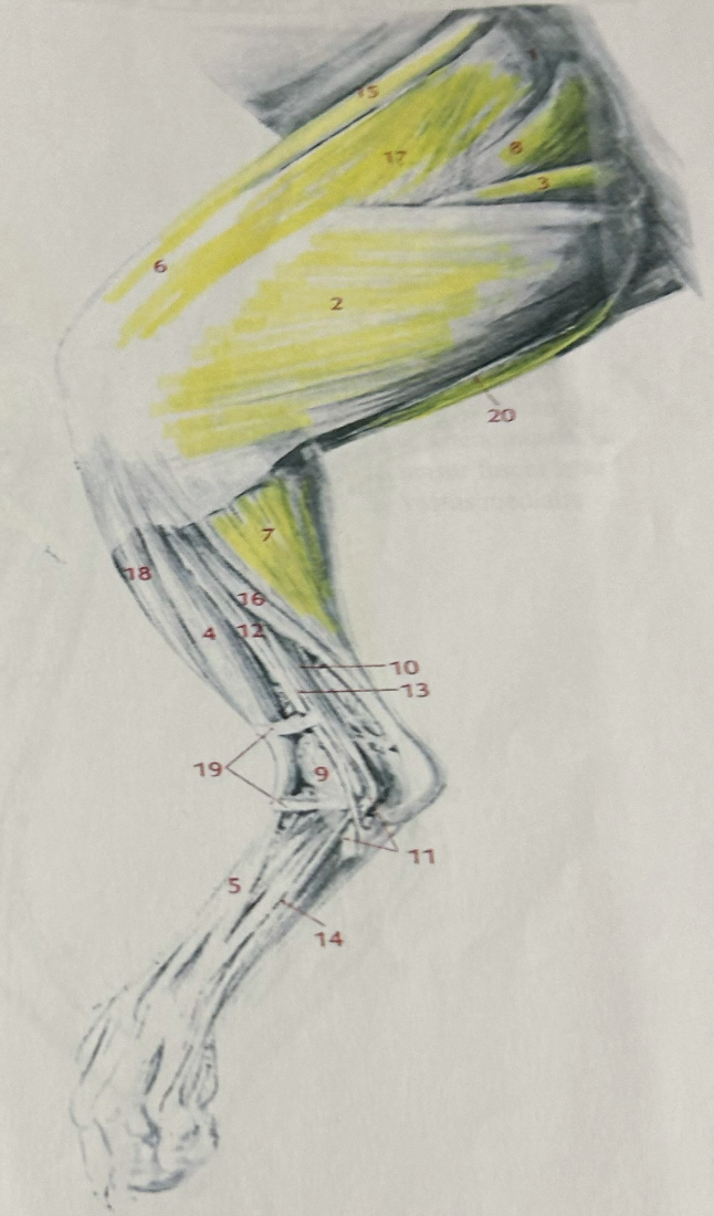 Lab Practical 2 Flashcards Knowt