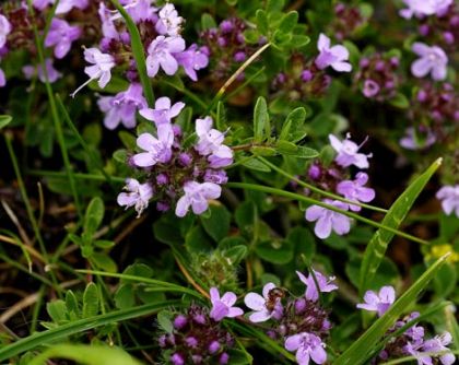 <p>Wild thyme</p>