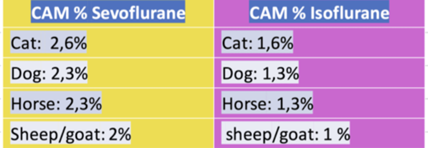 <p>small- because they have a faster metabolism</p>