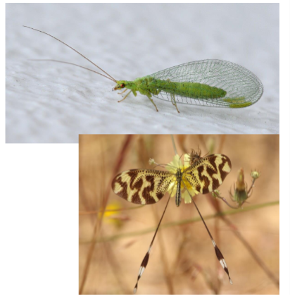 <p>Name the Order</p>