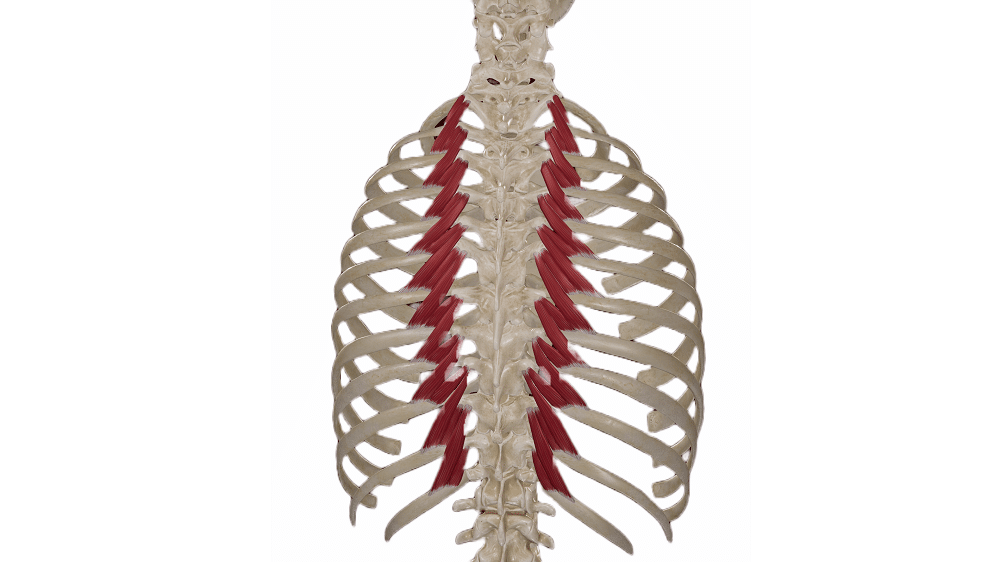 <p>what muscle is this </p><p>transverse process to rib</p><p>elevate ribs, assisting in respiration, assist with lateral flexion of vertebral column</p>