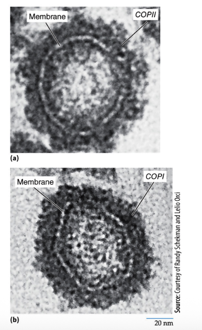 <ol><li><p>Cause the membrane to curve and form a vesicle</p></li><li><p>Select the components to be carried by vesicle</p></li></ol><p></p>