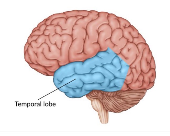 <p>what is this area and what does this area do for sex?</p>