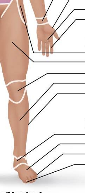 <p>Posterior Appendicular Region: Upper Limb and Manus</p>