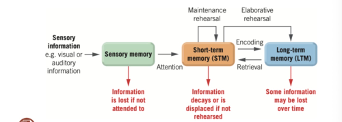 <p>1. Encoding</p><p>2. Storage</p><p>3. Retrieval</p><p>more specifically:</p><p>sensory input (ex. reading a book)---&gt; sensory memory (iconic/echoic memory - remember everything for 1/10th of a second - either image or sound) ----&gt; short term memory (of the thing we paid attention to yet these are NOT YET CODED unless we actively try) ----&gt; long-term memory (encoding and remember for later)</p>