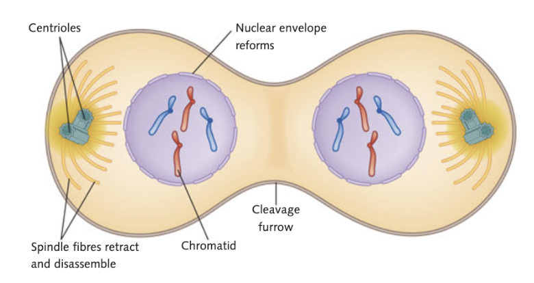 <p>chromosomes de-condense so chromosomes are less visible, nuclear envelope reforms, spindles disassemble.  </p>