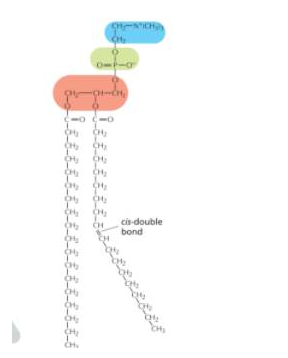 <p>Blue:polar end/ OH group/ WATER interacts with polar heads <br>Green: phosphate group/ WATER interacts with polar heads<br>Red: who knows<br>cis disulfite bonds: INCREASES FLUIDITY</p>