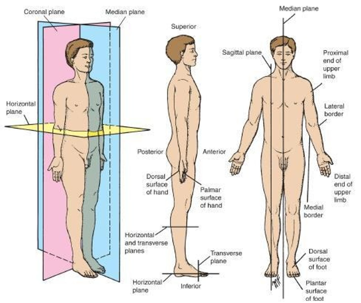 <p>A vertical plane situated at a right angle to the median plane, dividing the body into anterior and posterior portions.</p>