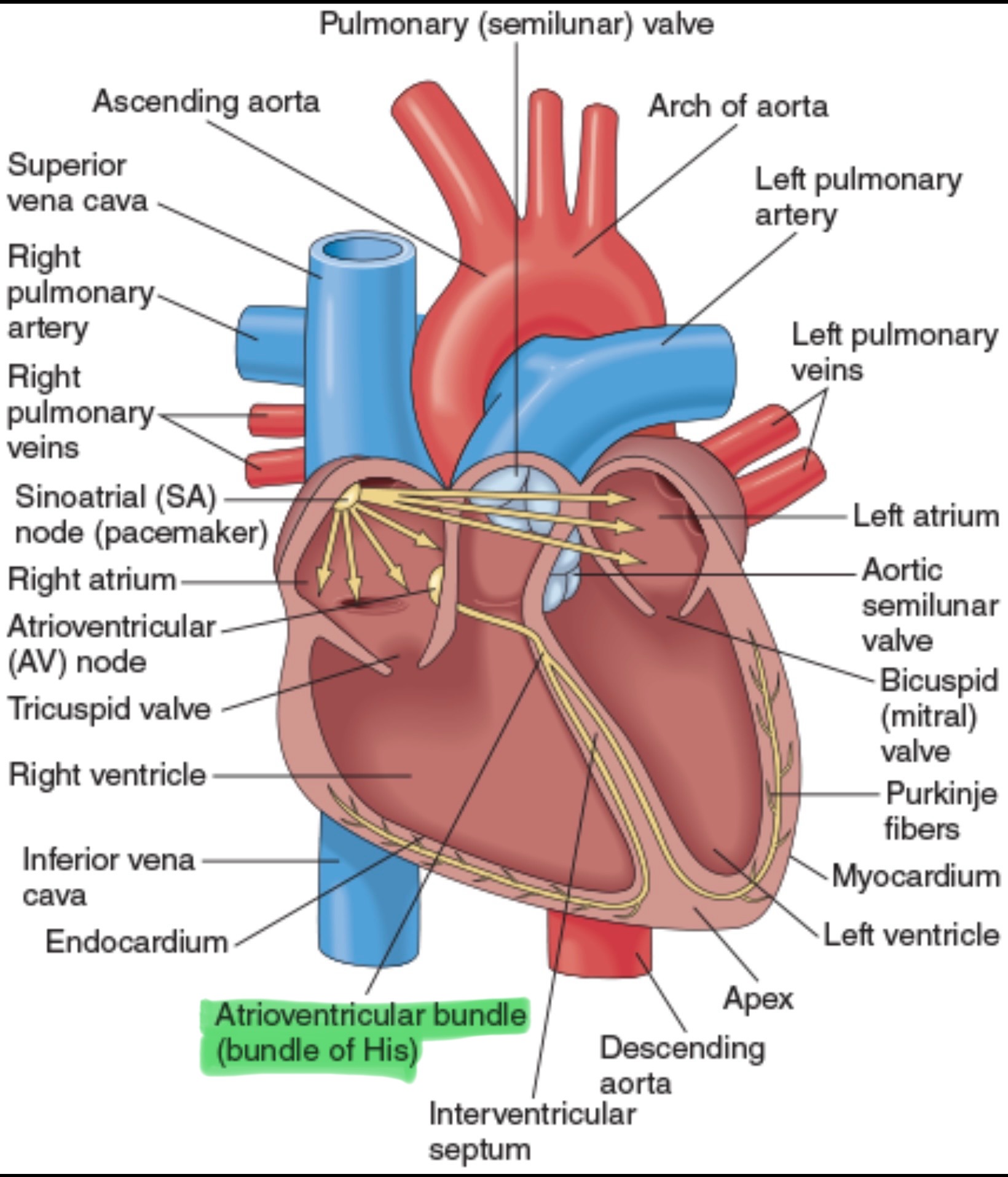<p>The only electrical connection between the atria and ventricles. Bifurcates in the right and left Bundle Branches.</p>