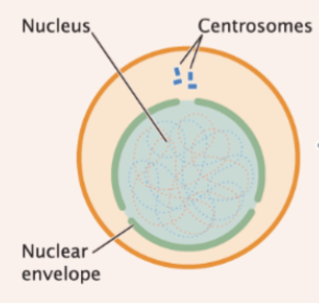 <p>nuclear membrane is present and chromosomes are relaxed</p>