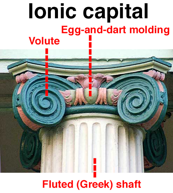 <p>Has voluts</p>