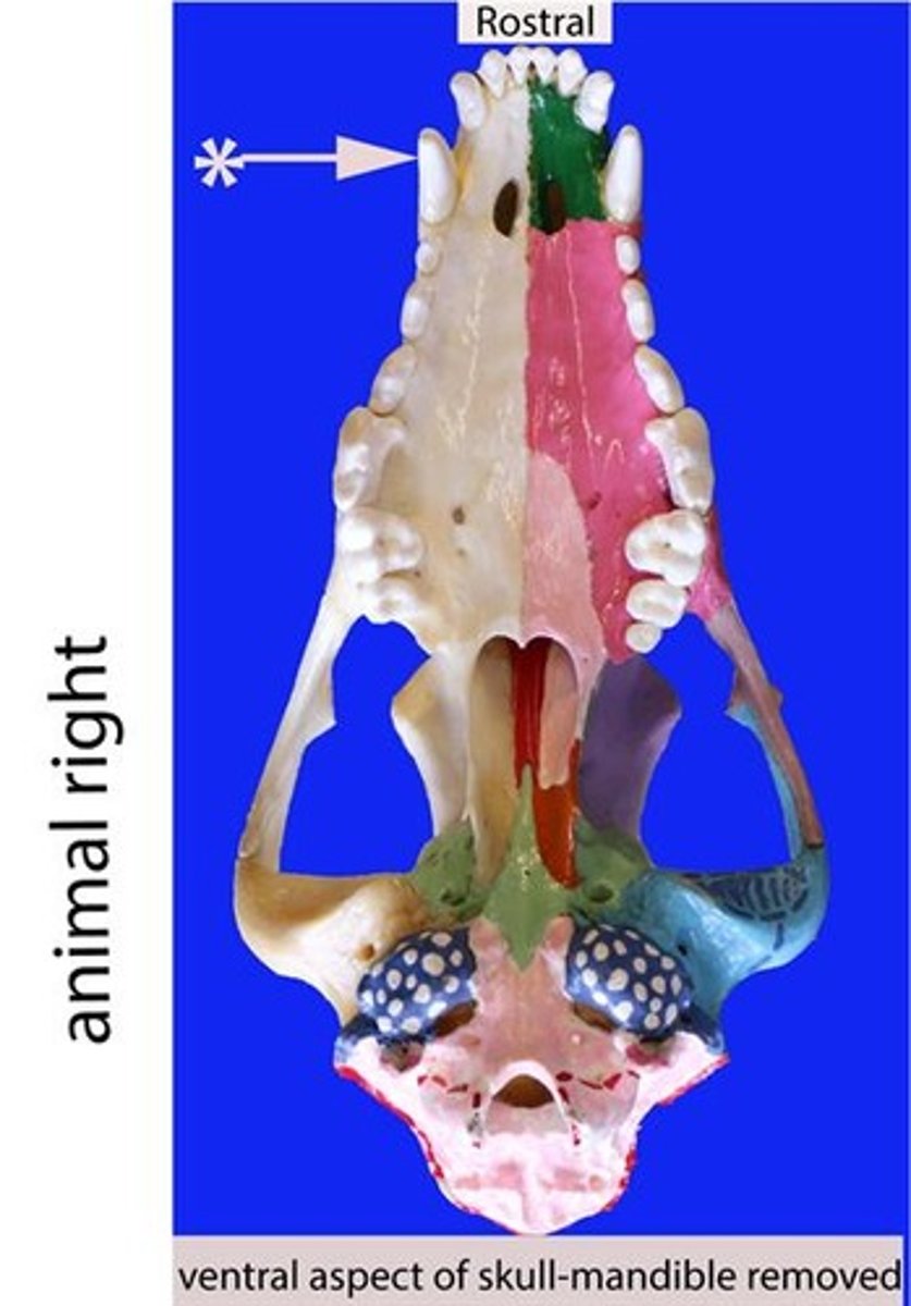 <p>Identify the general type of tooth the arrow is pointing to</p>