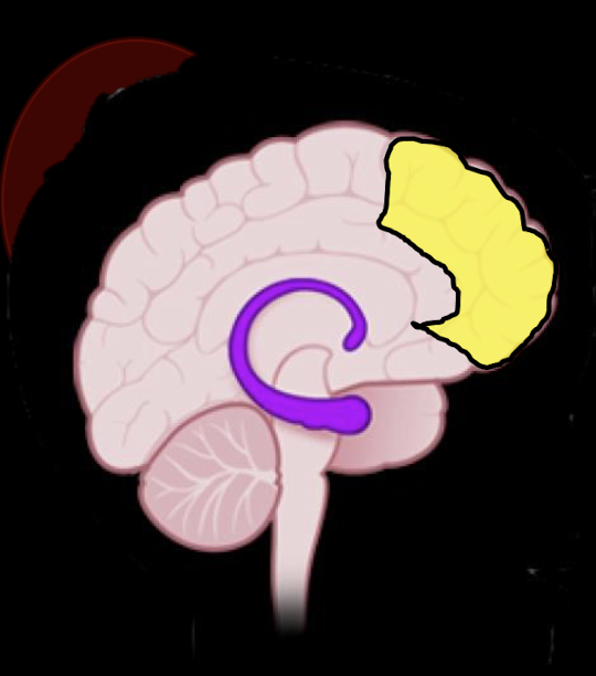 <ul><li><p><strong>Teens</strong></p></li><li><p>Fx:</p><ul><li><p>Problem Solving</p></li><li><p>Integ of Emotion</p></li><li><p>Interp and Integ Info </p></li></ul></li><li><p>Predicting and Adjusting Behavior </p></li></ul><p></p>