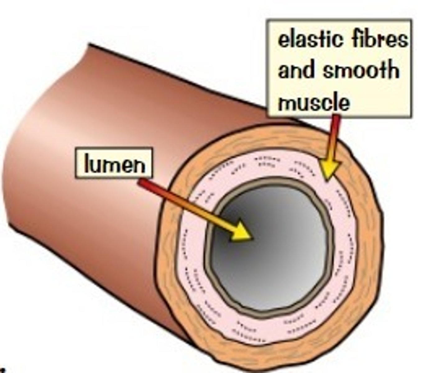 <p>- strong and elastic walls<br><br>- walls are large in comparison to the lumen<br><br>- they have layers of muscle to make it strong</p>