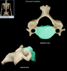 the thick, disc-shaped anterior portion which is the weight bearing portion