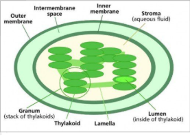 <p>Flattened interconnected sacs that contain chloraphyll. They are responsible for trapping solar energy. They are contained in the Stroma </p>