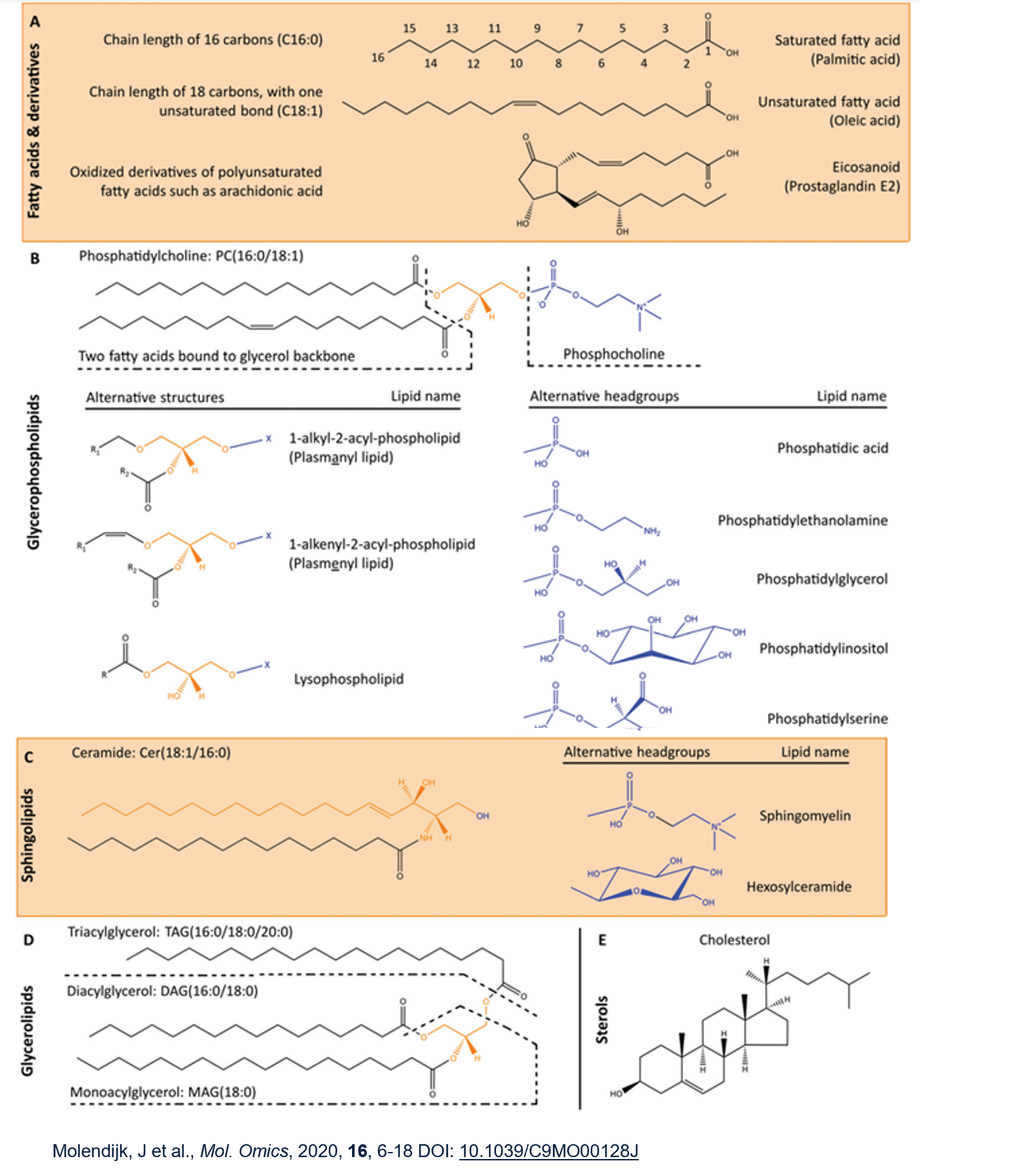 Lipid Signalling Notes Knowt