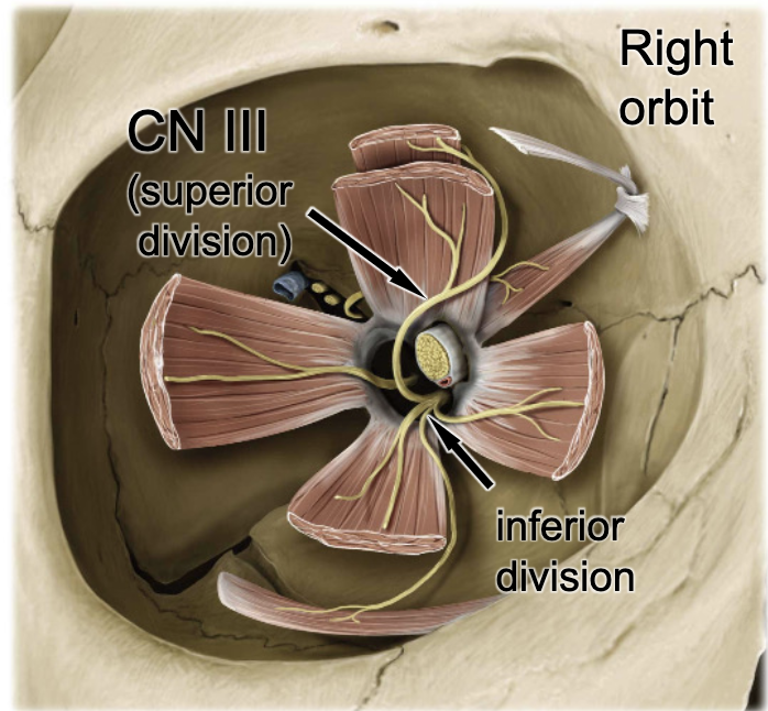 <p>CN III</p>